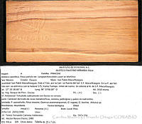 CMyFO 00011 Pinus patula.JPG