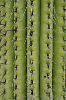 IMDOC0965 Cactaceae.jpg