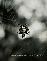 AAGL 002 Gasteracantha cancriformis.jpg