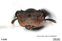 ME006 Hormi 0126 Cephalotes cristatus.jpg