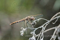 ZAPF0523 Sympetrum corruptum.jpg