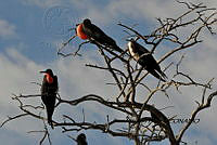 HJ6- 1781- Fregata magnificens.jpg