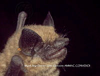 ProyME004 00297 Parastrellus hesperus.jpg