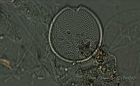 BDP0158 Prorocentrum hoffmannianum.jpg