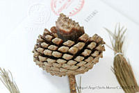 MASM06762 Pinus oocarpa.jpg