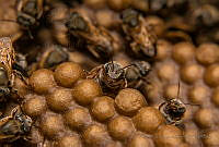 MEP04 Melipona sp..jpg