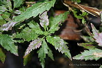 RBB0234 Dysphania ambrosioides.tif
