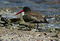 LRCP0053 Haematopus palliatus.jpg