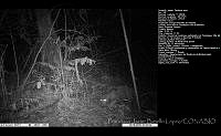 FJBL0005 Panthera onca.jpg
