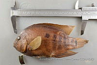RQTG0710 Herichthys cyanoguttatus.jpg