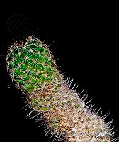 EVG011 Mammillaria duoformis.jpg