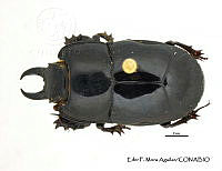 EFM0048 Hololepta yucateca.JPG