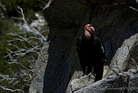 MASM01757 Gymnogyps californianus.jpg