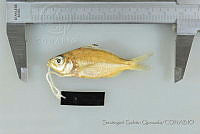 SGQ1259 Eucinostomus currani.jpg