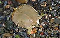 GC0005 Apalone spinifera ssp. atra.jpg