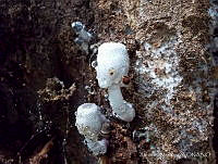 AM001 Leucocoprinus sp..jpg