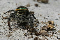 LABA01 Paraphidippus aurantius.jpg