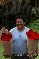 3R 01460 Euphorbia pulcherrima.jpg