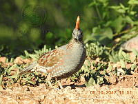 MAGB 0301 Callipepla douglasii.JPG