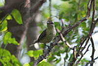 MGaves 1473 Campylorhynchus rufinucha.jpg