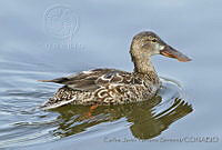 CNS1312 Spatula clypeata.jpg