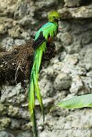 MASM06841 Pharomachrus mocinno.jpg