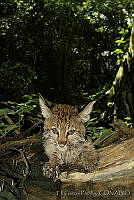 EGP0049 Lynx rufus.jpg