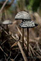 SD03 Agaricales.jpg