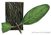 ADDLT0017 Laguncularia racemosa.JPG