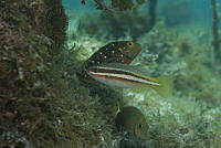 IDG1494 Scarus iseri, Sparisoma viride.jpg