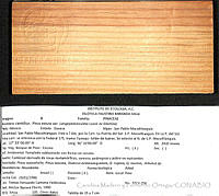 CMyFO 00012 Pinus patula.JPG
