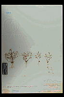 101103 Nemacladus longiflorus breviflorus.jpg