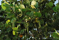 CD0107 Coccoloba uvifera.jpg