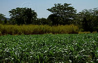 FBA0836 Zea mays.jpg