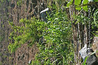 SG019 0322 Prunus persica.jpg