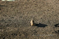 LCF0479 Cynomys mexicanus.jpg