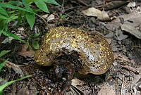 DK0735 Fungi.jpg