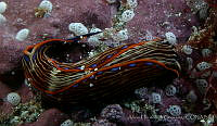 AEG0084 Navanax inermis.jpg
