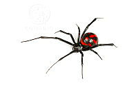 MASM06961 Latrodectus mactans.jpg