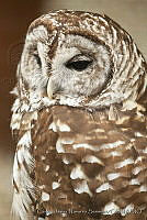 CNS1369 Strix varia.jpg