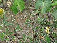OOG0191 Oxybelis aeneus.jpg