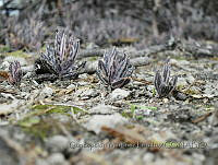 CMP010 Kalanchoe delagoensis.JPG