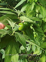 RG016 0609 Solanum pseudocapsicum.jpg
