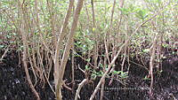 UM002 S0040 Avicennia germinans.jpg