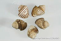 MASM05225 Opeatostoma pseudodon.jpg