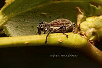 SM0525 Curculionidae.jpg