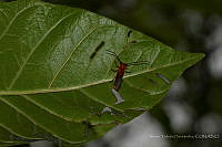 VHHT009 Phaea biplagiata.jpg