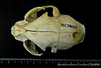 AAGC0069 Lynx rufus.jpg