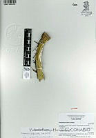 YPH1270 Echinocactus platyacanthus.jpg