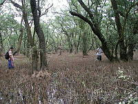 MBM003 Avicennia germinans.jpg